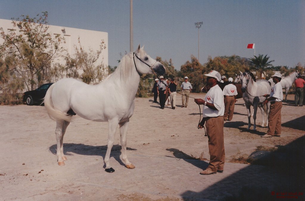 1996-WAHO-AbuDhabi-Bahrain-Day-08.jpg