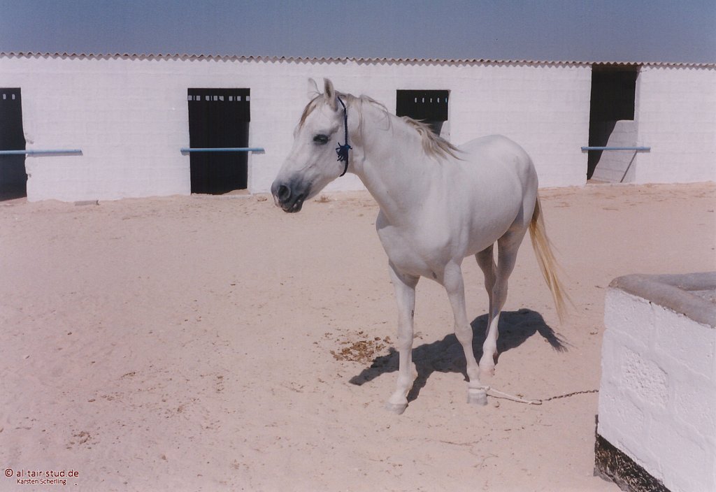 1998-WAHO-Bahrain-07.jpg