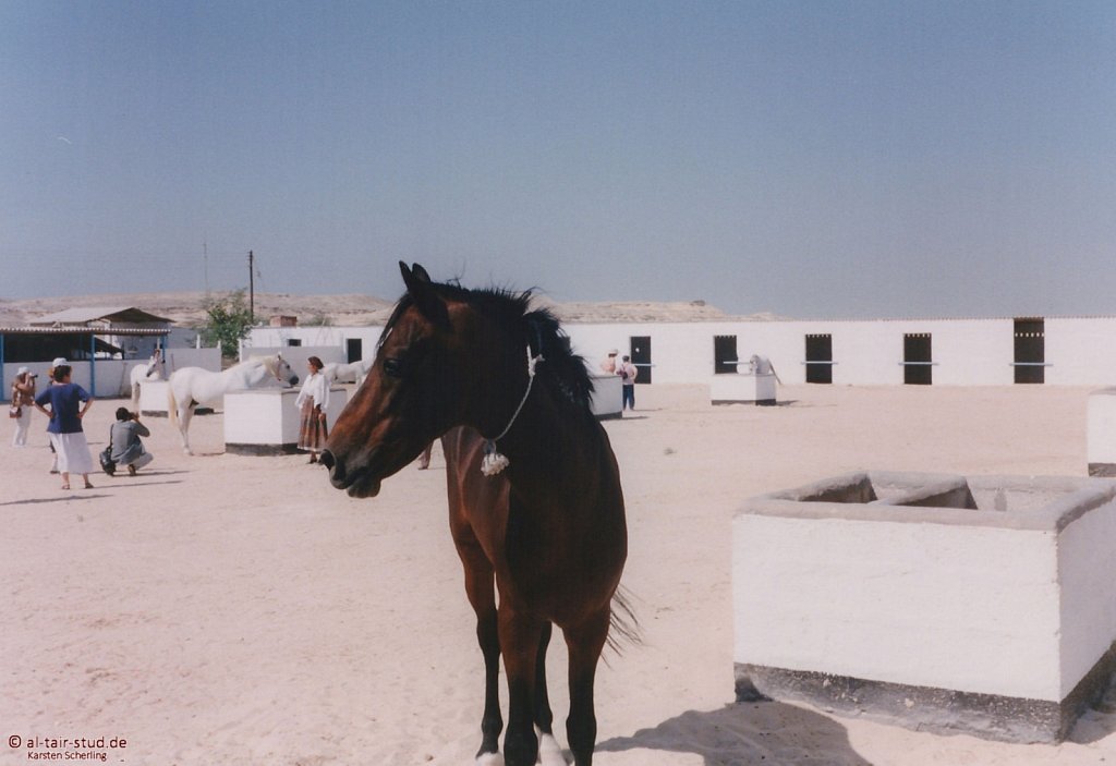 1998-WAHO-Bahrain-08.jpg