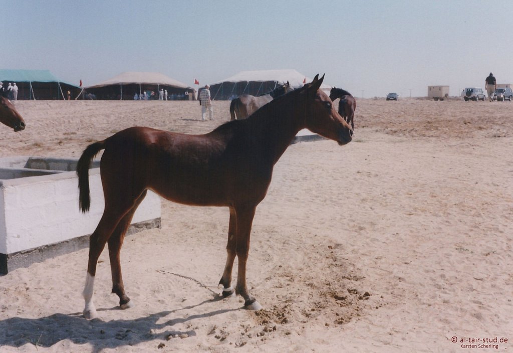 1998-WAHO-Bahrain-12.jpg
