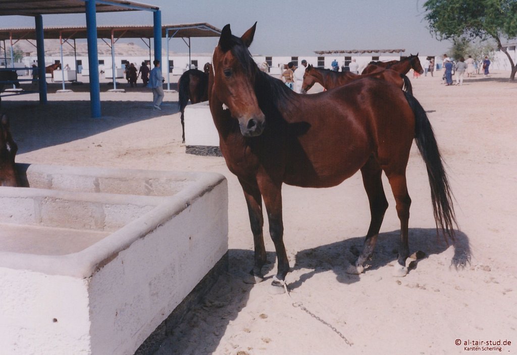 1998-WAHO-Bahrain-15.jpg