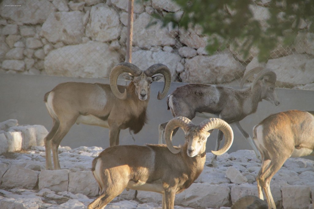 2011 Nov 09 - Al Wabra Wildlife