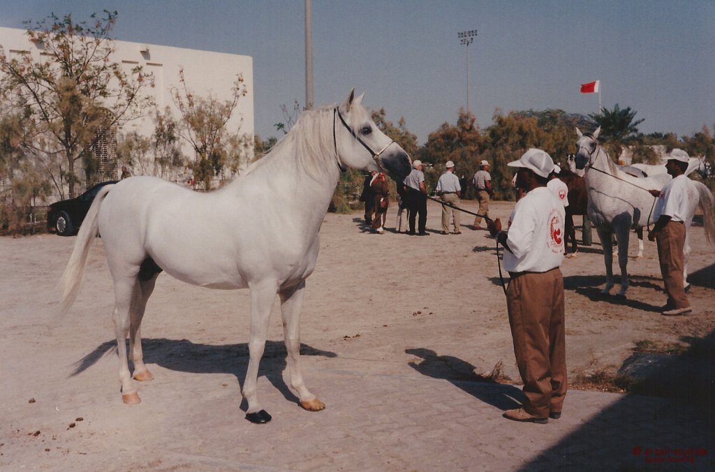 1996-WAHO-AbuDhabi-Bahrain-Day-06.jpg