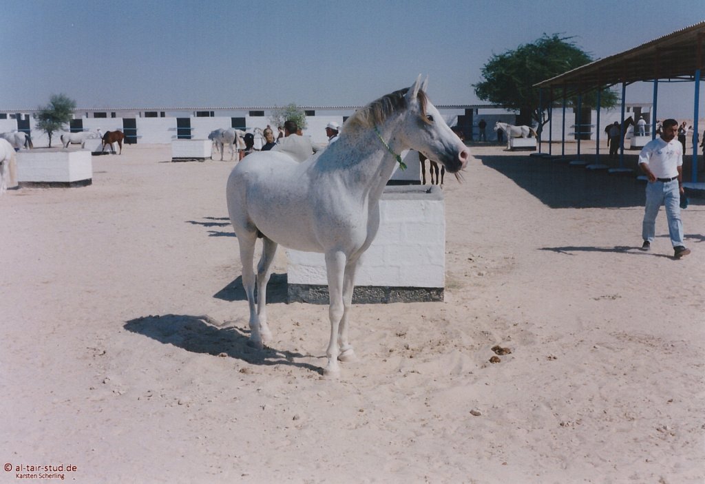 1998-WAHO-Bahrain-03.jpg