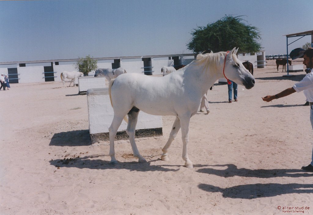 1998-WAHO-Bahrain-05.jpg