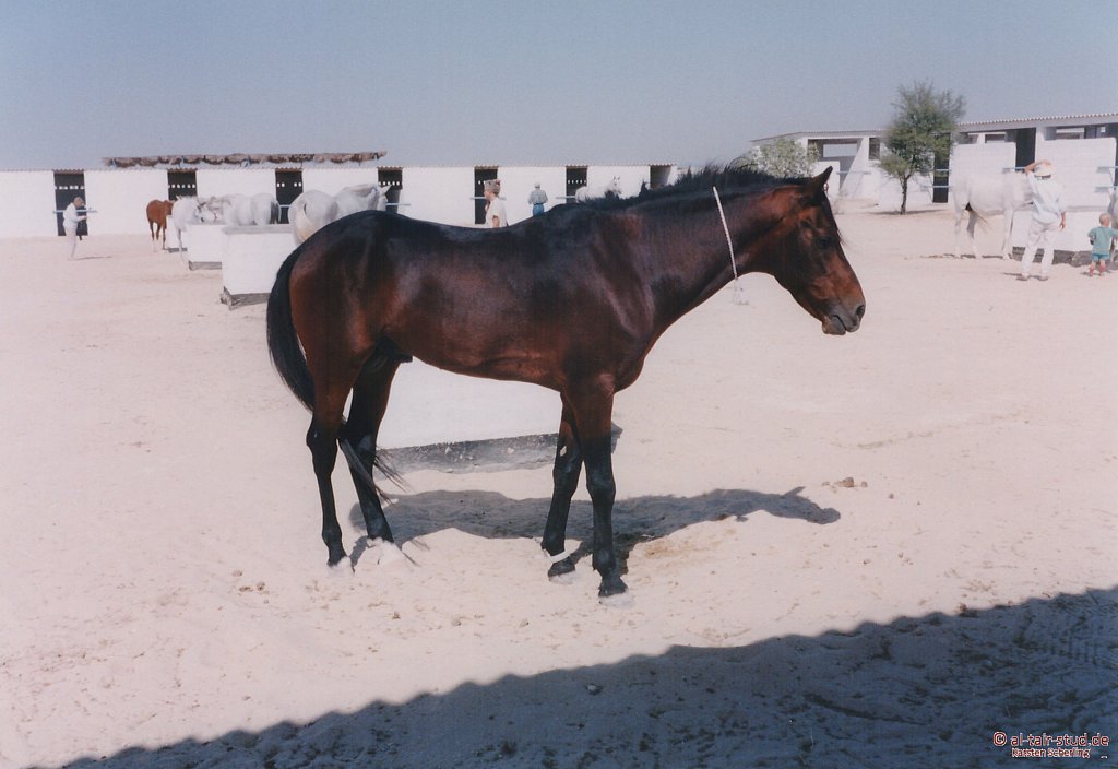 1998-WAHO-Bahrain-09.jpg