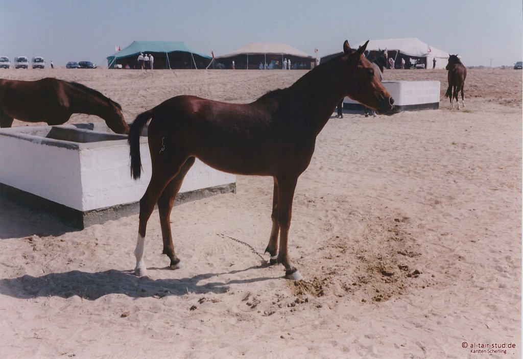 1998-WAHO-Bahrain-13.jpg
