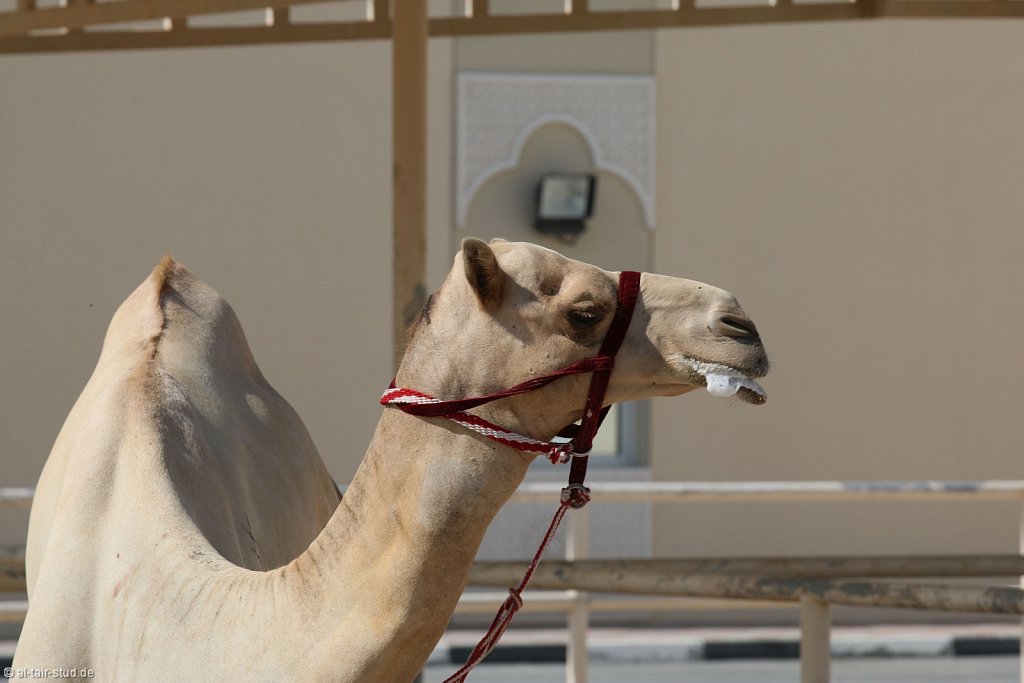  2014 Nov 16 - Camel Farm 