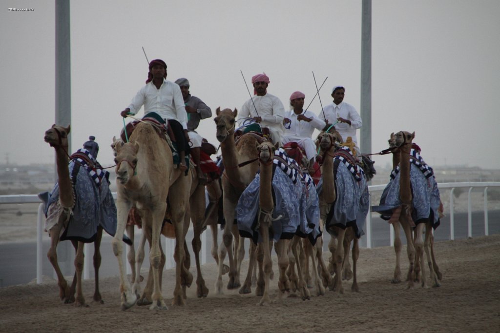 2011 Nov  05 - Camel racing