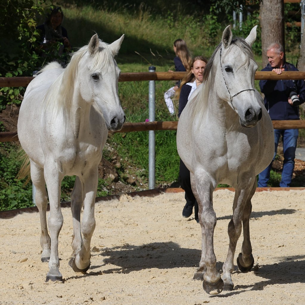 2025-09-14-Asil-Club-Pferde-R5139826.JPG