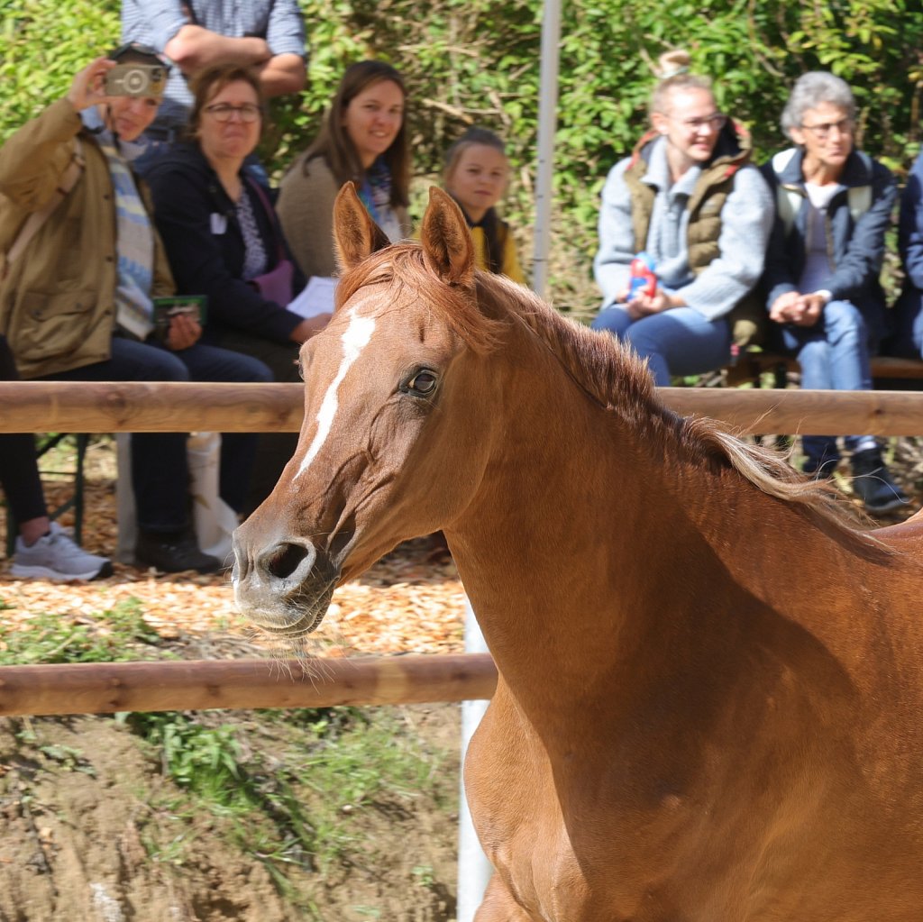2025-09-14-Asil-Club-Pferde-R5139891.JPG