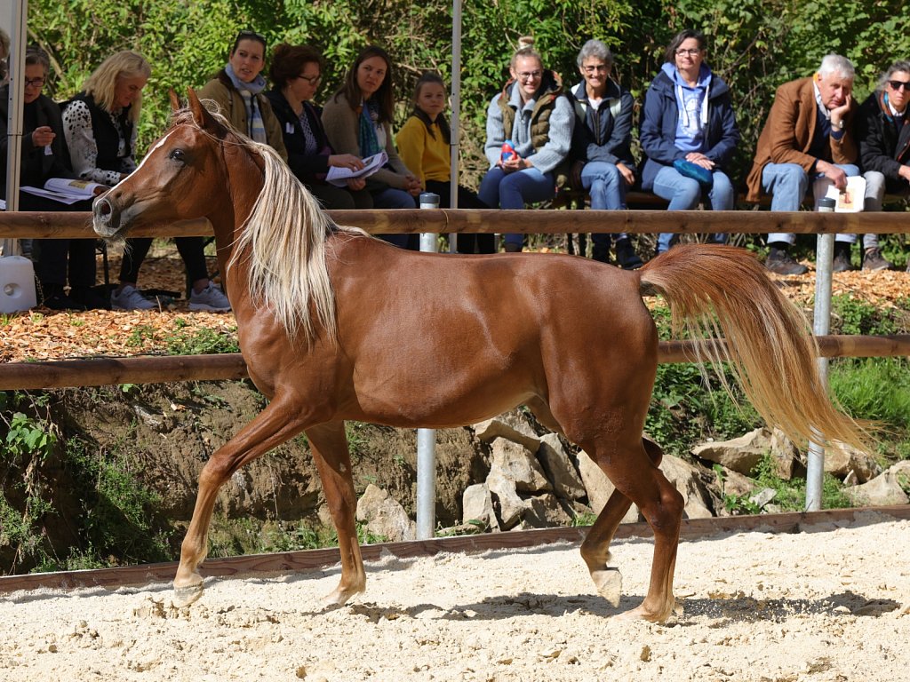 2025-09-14-Asil-Club-Pferde-R5139898.JPG