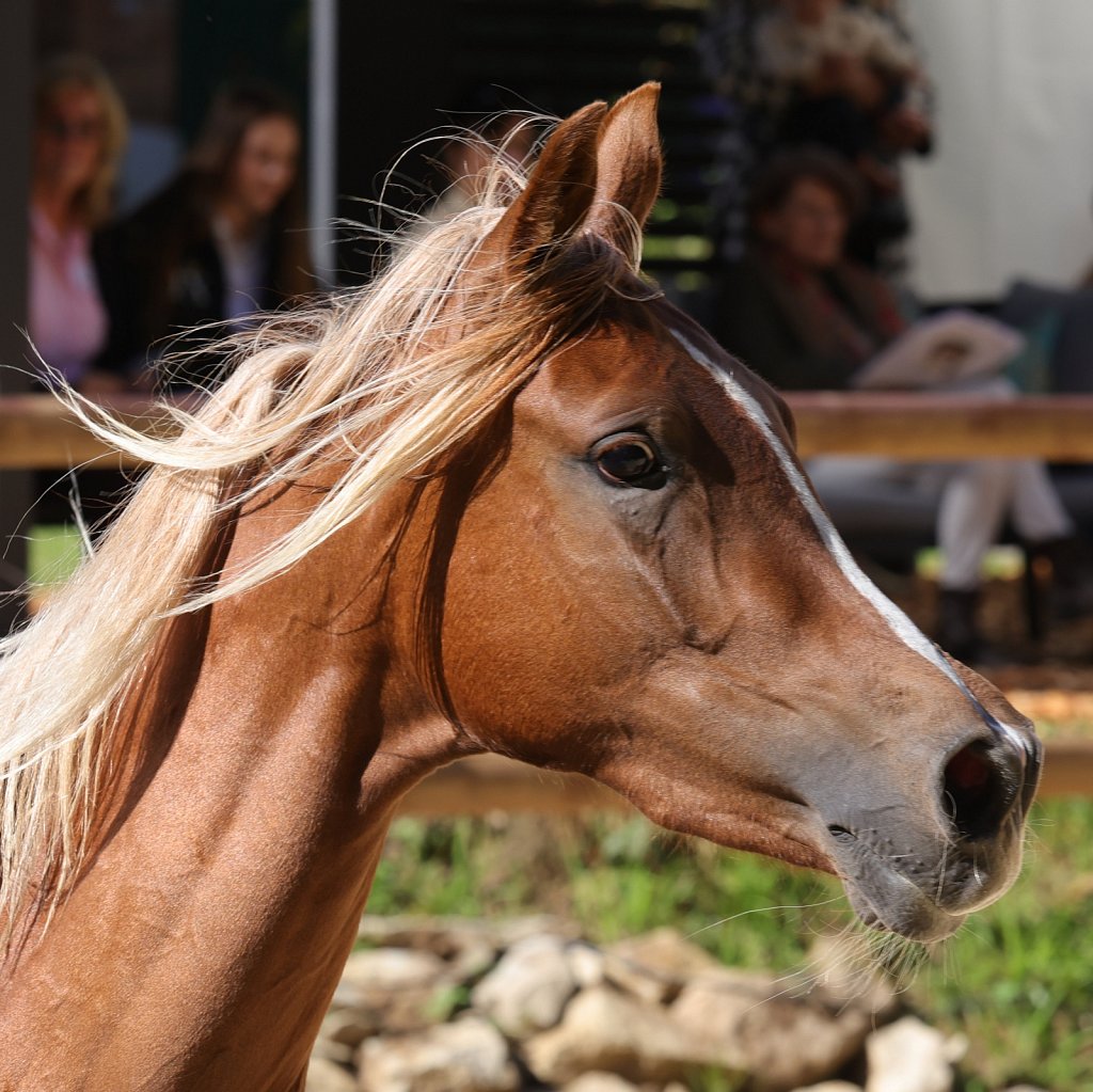 2025-09-14-Asil-Club-Pferde-R5139906.JPG
