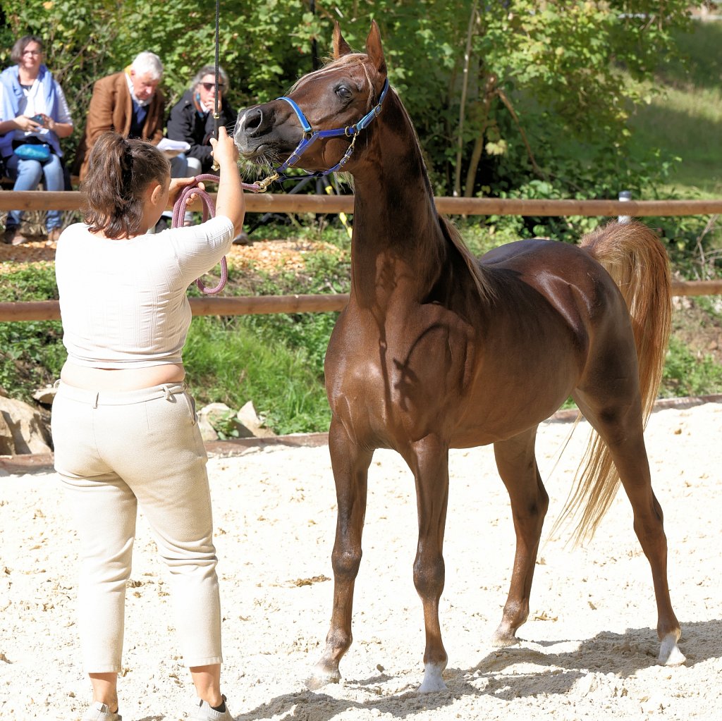 2025-09-14-Asil-Club-Pferde-R5139963.JPG