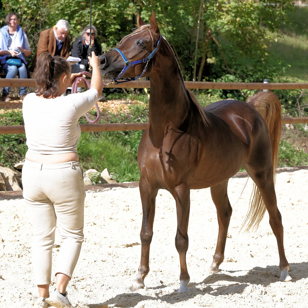 2025-09-14-Asil-Club-Pferde-R5139964.JPG