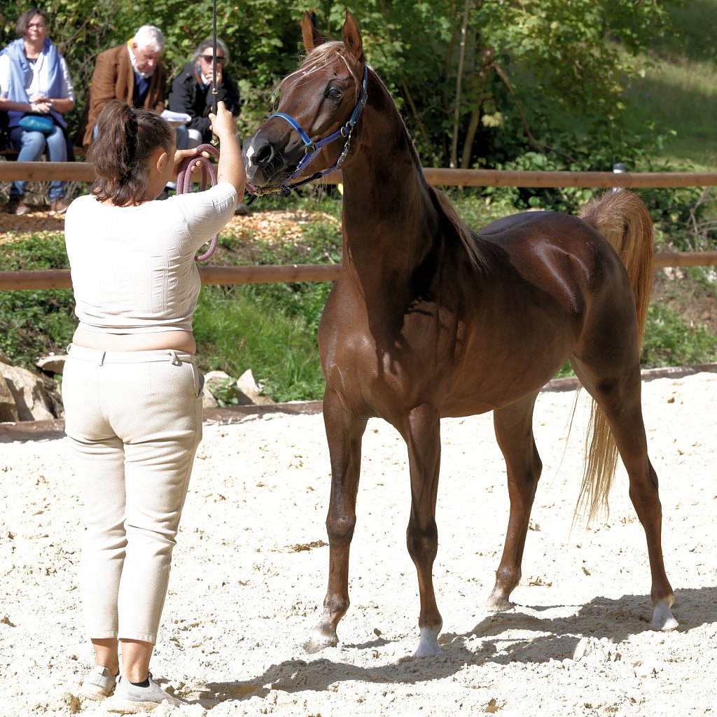 2025-09-14-Asil-Club-Pferde-R5139965.JPG