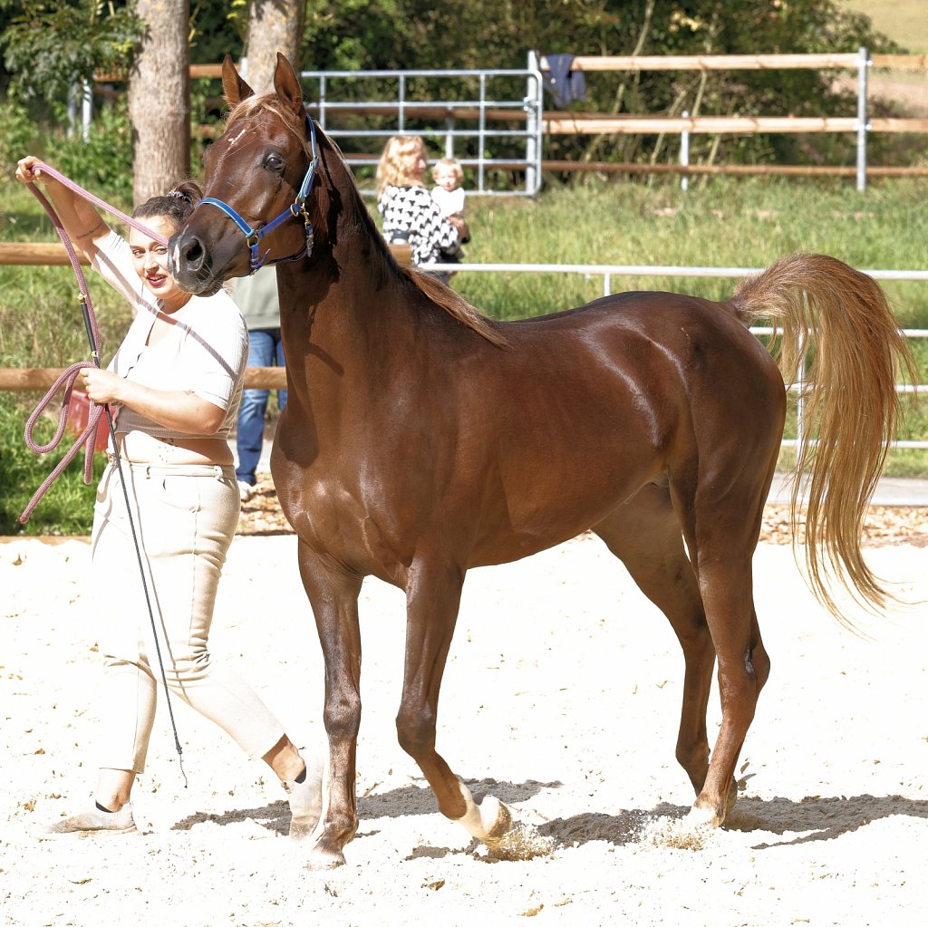 2025-09-14-Asil-Club-Pferde-R5139979.JPG