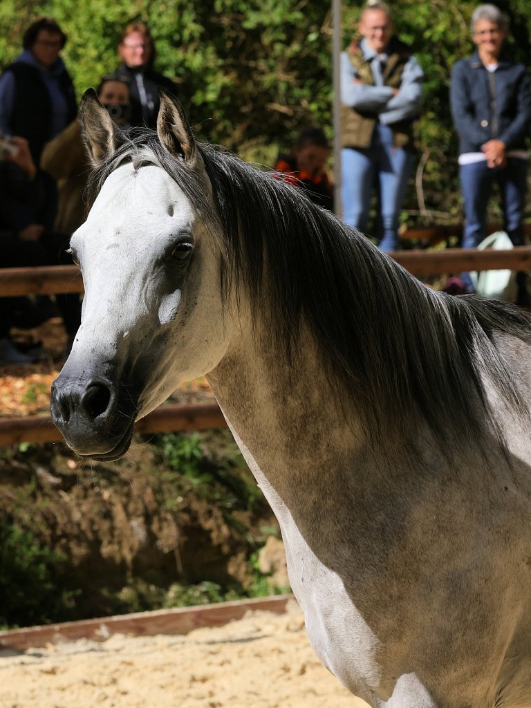 2025-09-14-Asil-Club-Pferde-R5140118.JPG