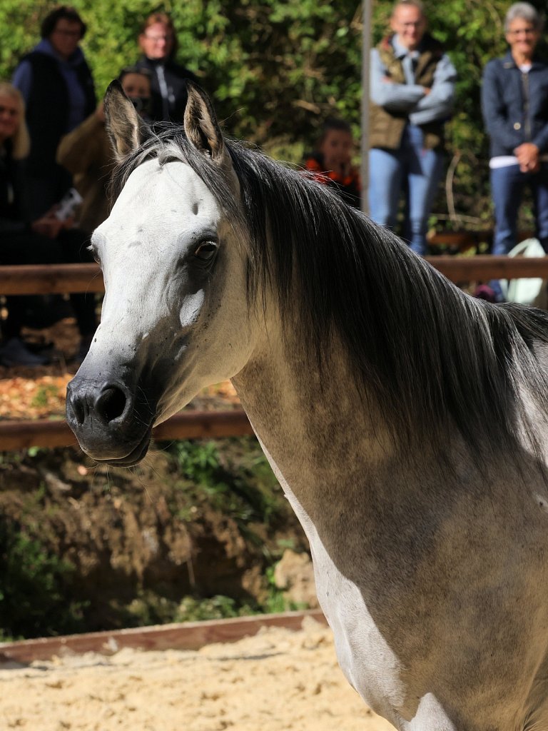 2025-09-14-Asil-Club-Pferde-R5140121.JPG