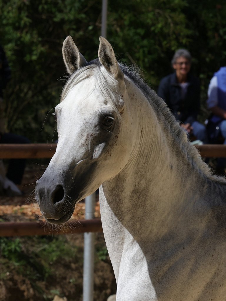 2025-09-14-Asil-Club-Pferde-R5140128.JPG