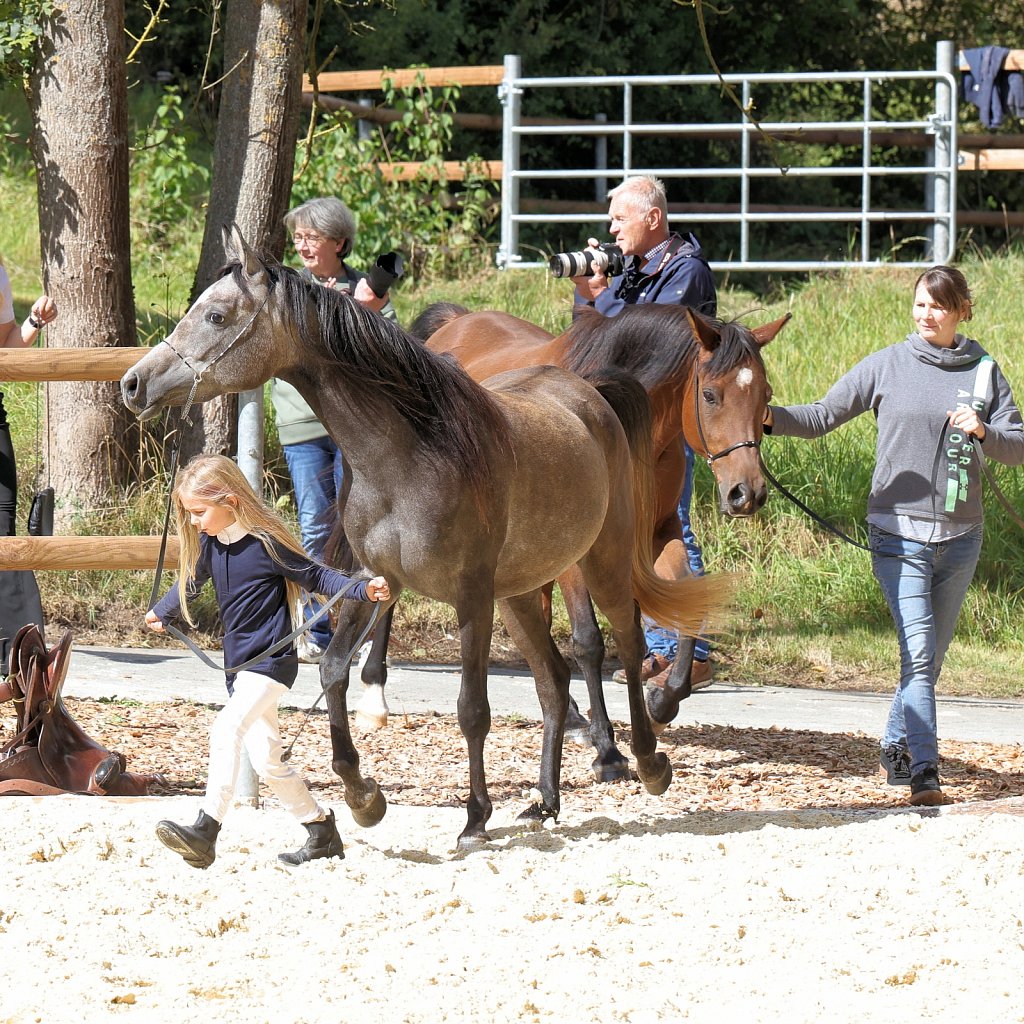 2025-09-14-Asil-Club-Pferde-R5140286.JPG