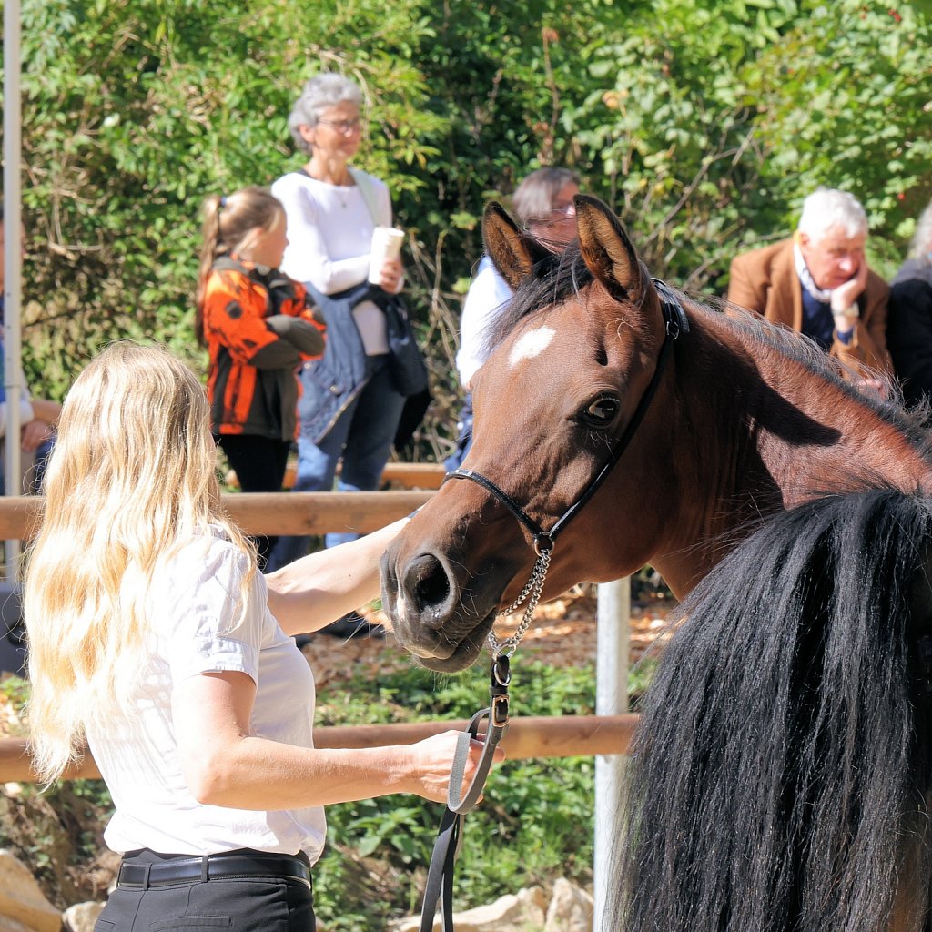 2025-09-14-Asil-Club-Pferde-R5140315.JPG