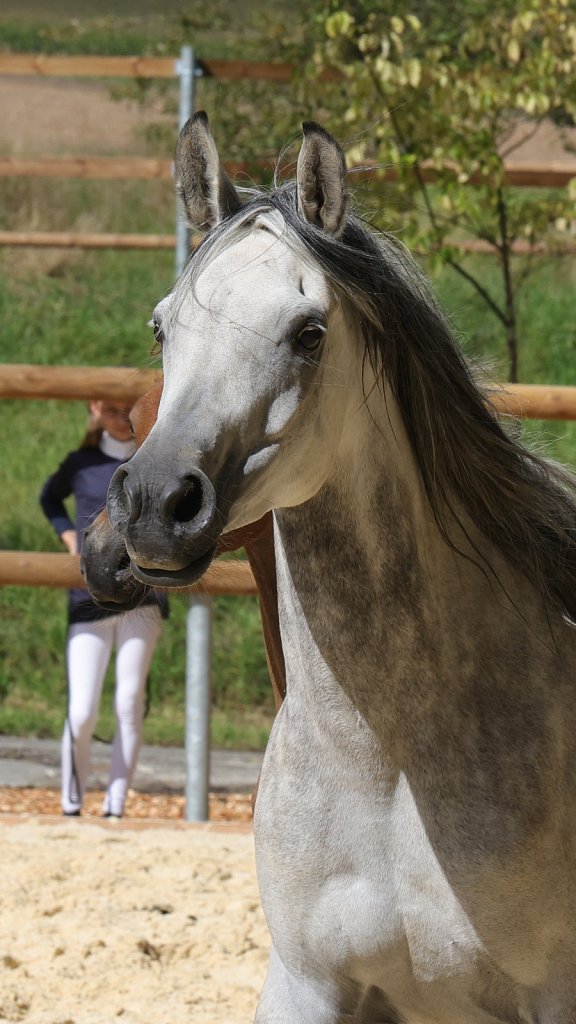 2025-09-14-Asil-Club-Pferde-R5140350.JPG