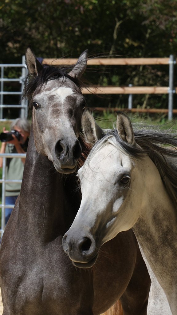 2025-09-14-Asil-Club-Pferde-R5140351.JPG