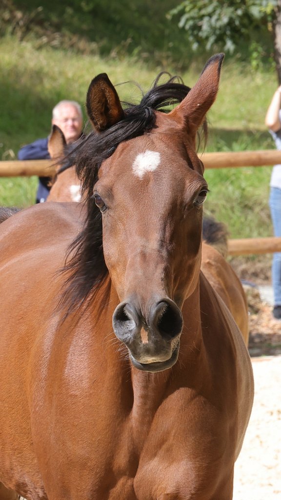 2025-09-14-Asil-Club-Pferde-R5140354.JPG
